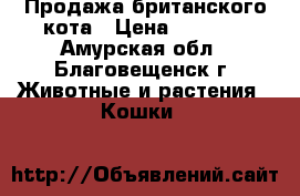 Продажа британского кота › Цена ­ 1 000 - Амурская обл., Благовещенск г. Животные и растения » Кошки   